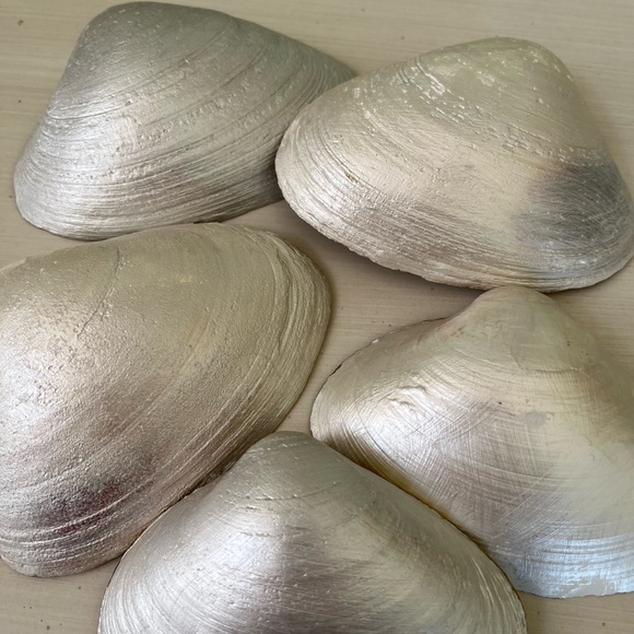 🌻6-Gorgeous pearl painted and gold trimmed shells - Picture 10 of 14